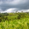 A Hindu Shrine In The Jatiluwih Rice Terraces - UNESCO World Heritage Site - Bali, Indonesia